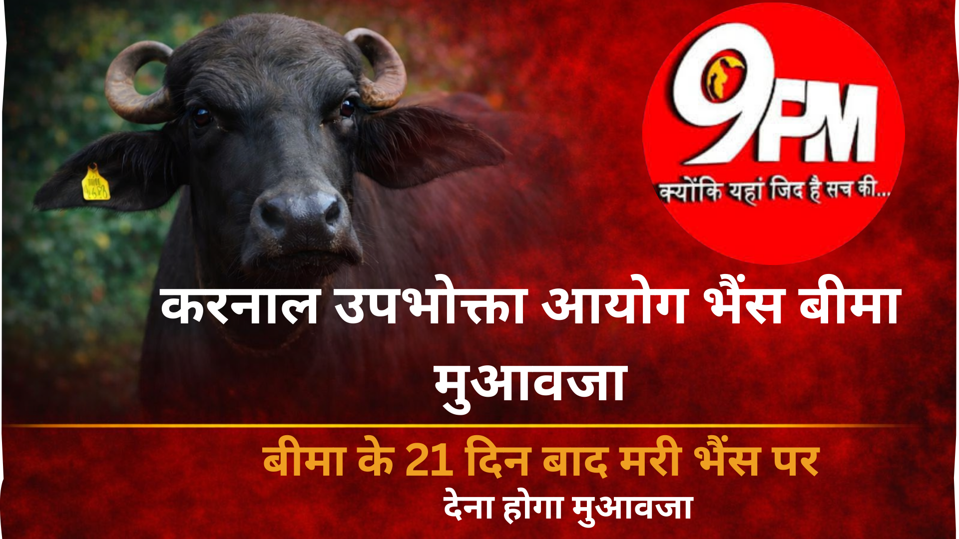 करनाल उपभोक्ता आयोग का बड़ा फैसला: बीमा के 21 दिन बाद मरी भैंस पर देना होगा मुआवजा, कंपनी को 1.11 लाख चुकाने के आदेश