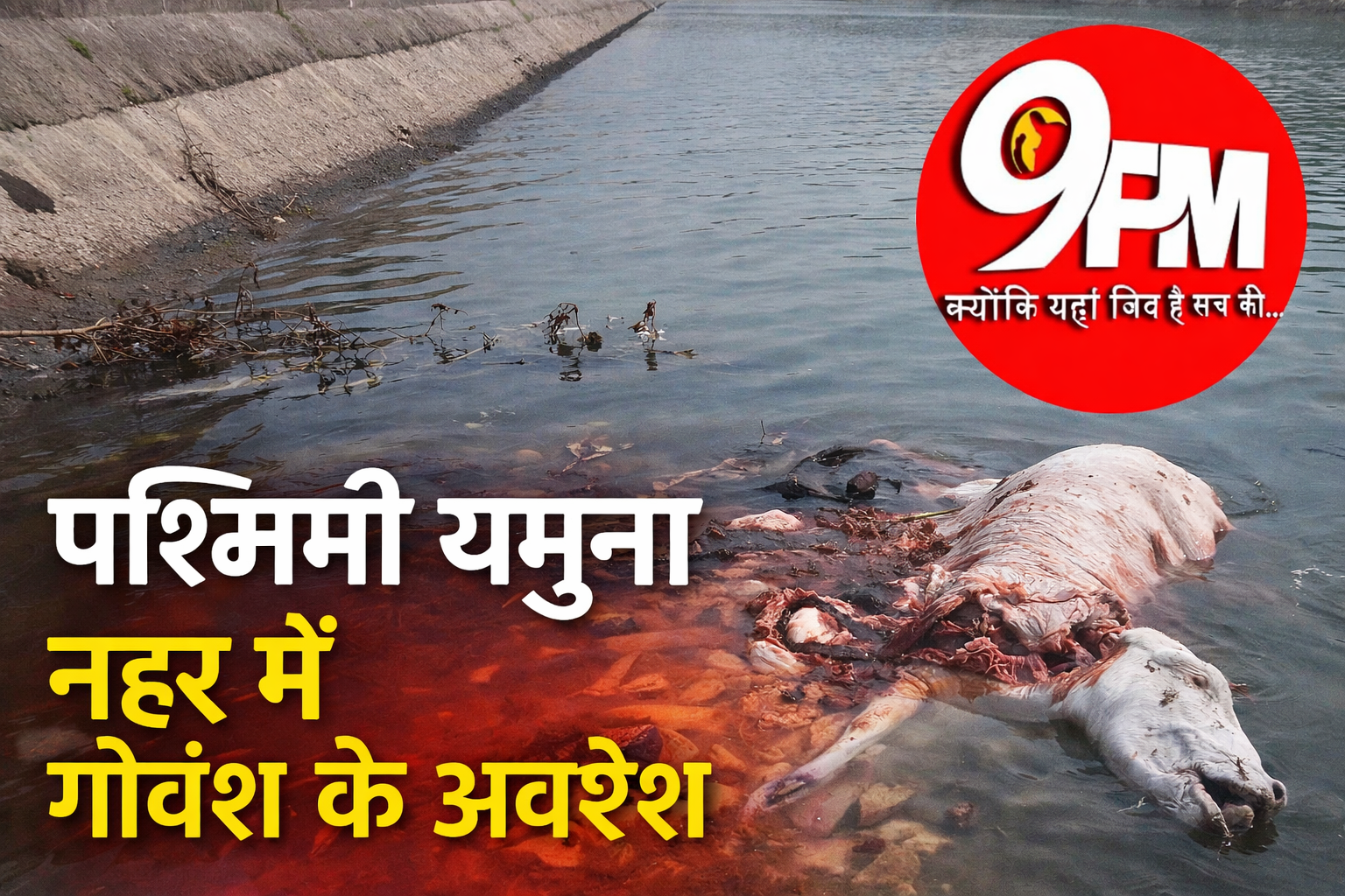 पश्चिमी यमुना नहर में गोवंश के अवशेष मिलने से भड़का आक्रोश, इंद्री में लोगों ने स्टेट हाईवे किया जाम